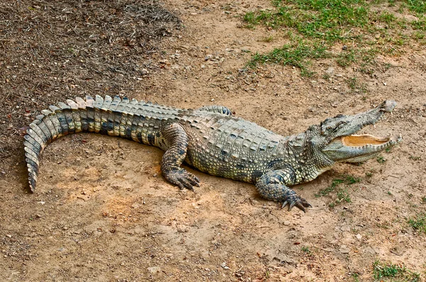 Das Krokodil — Stockfoto