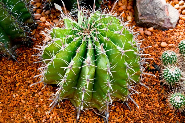 Il cactus — Foto Stock