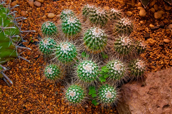 El cactus —  Fotos de Stock