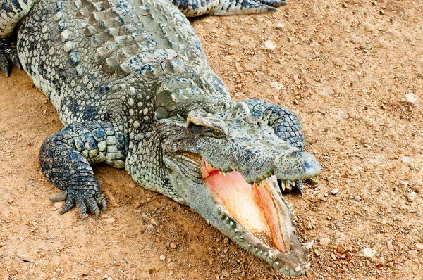 O crocodilo — Fotografia de Stock