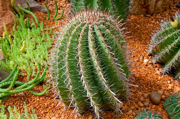 Kaktusen — Stockfoto
