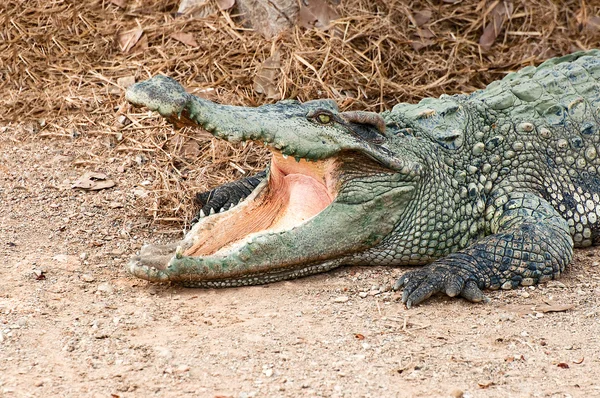 A krokodil — Stock Fotó
