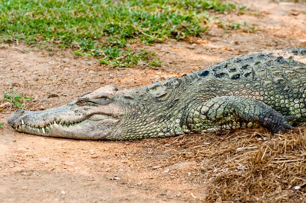 Krokodillen - Stock-foto