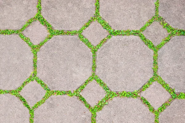 Το τούβλο τσιμέντο μεταξύ φόντο πράσινο γρασίδι — Φωτογραφία Αρχείου