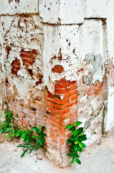 De oude bakstenen muur met een peeling uit gips — Stockfoto