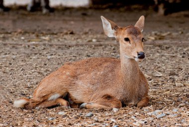 The Deer in zoo clipart