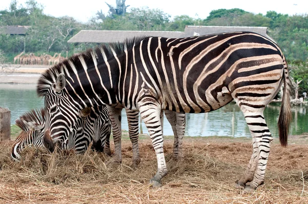 La familia Zebra — Foto de Stock