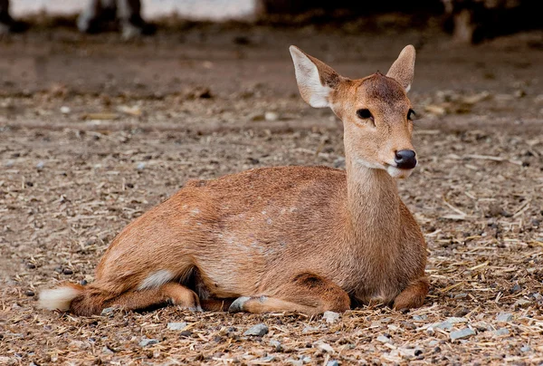 The Deer in zoo — Stock Photo, Image
