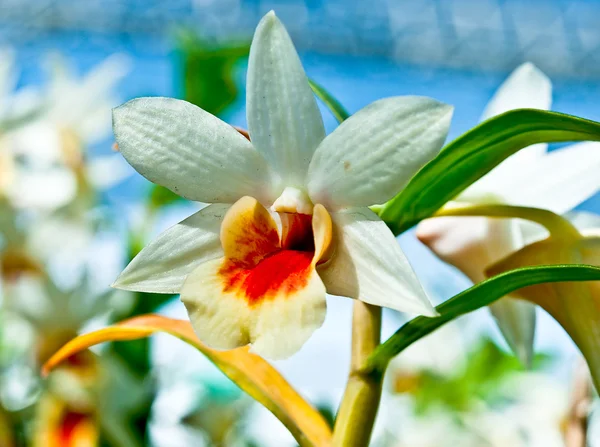 La orquídea hermosa —  Fotos de Stock