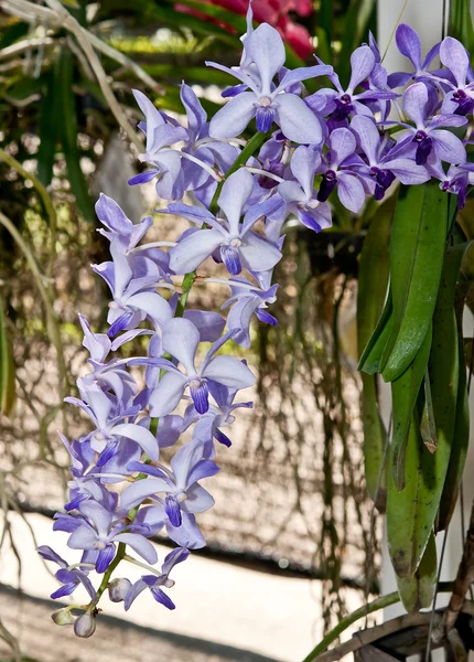 Den vackra orkidén — Stockfoto