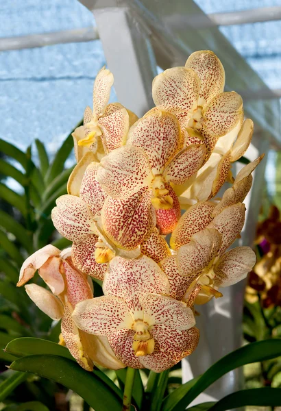 Frumoasa orhidee — Fotografie, imagine de stoc