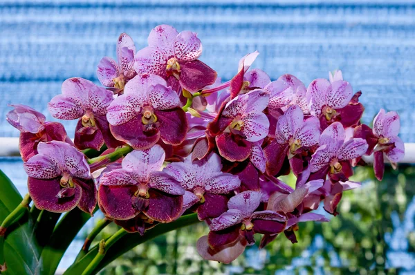 La belle orchidée — Photo