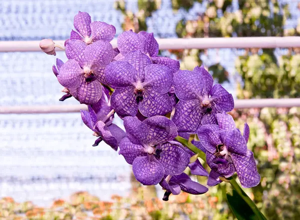 De prachtige orchidee — Stockfoto