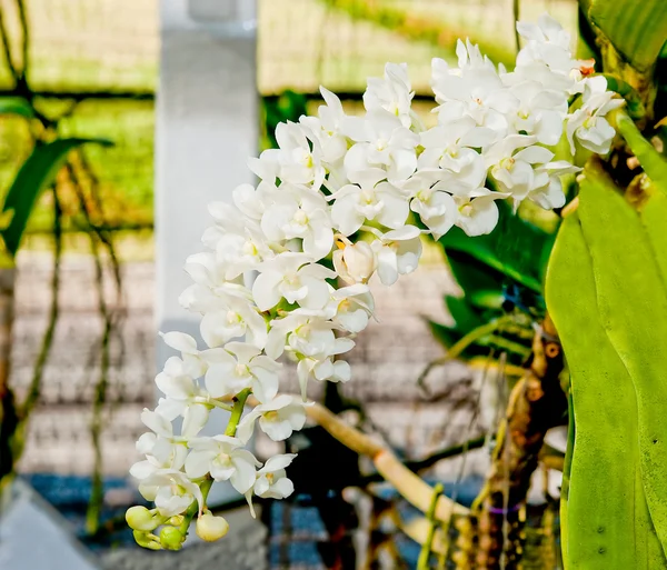 La orquídea hermosa — Foto de Stock