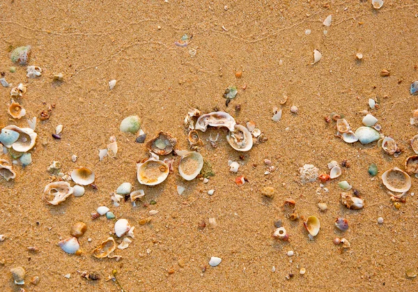 The Sea shell with sand as background — Stock Photo, Image