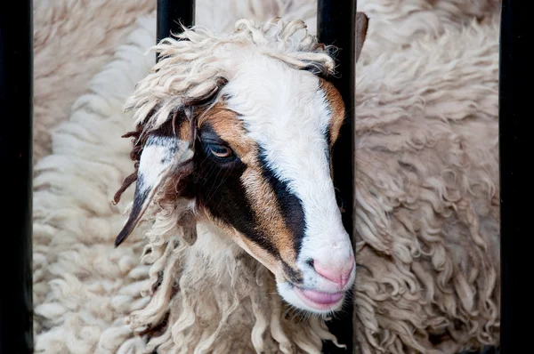 有趣的羊肖像 — 图库照片