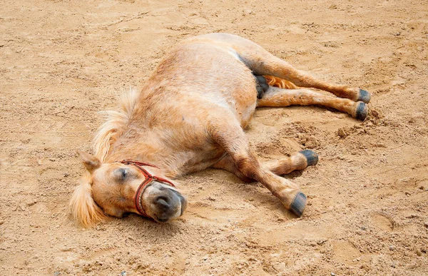 Kůň byl ospalý pískem podlahové terénu — Stock fotografie