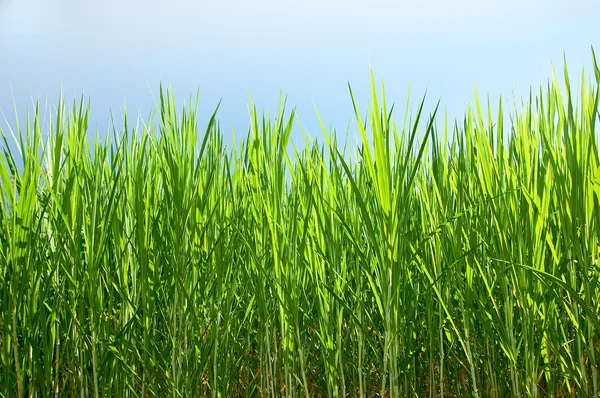 Şeker kamışı arka planı yeşil bitki — Stok fotoğraf