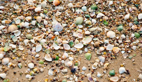 The Sea shell with sand as background — Stock Photo, Image