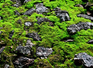 The Green moss background texture clipart