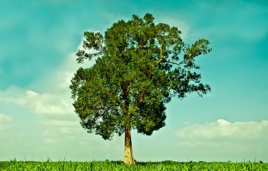 The Big green tree growing in the field clipart