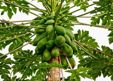 The Papayas hanging from the tree clipart