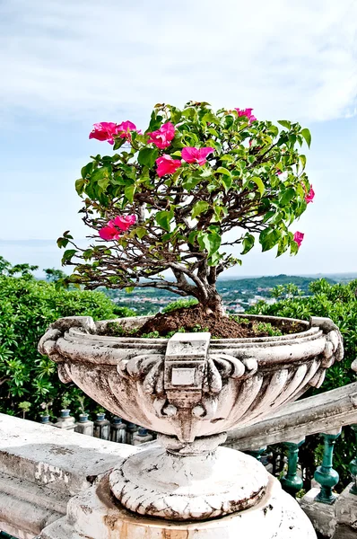 Die Bougainvilleblüten auf der alten Vase — Stockfoto