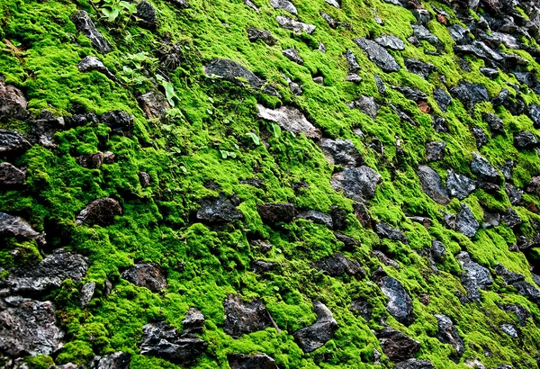 Textura pozadí zeleného mechu — Stock fotografie