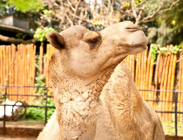 El camello —  Fotos de Stock