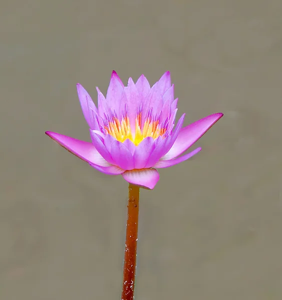 The Lotus — Stock Photo, Image