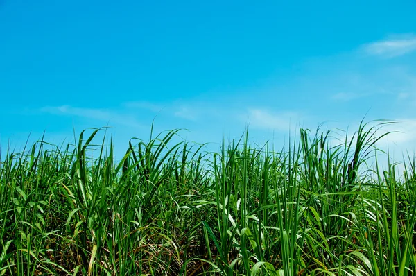O campo de cana-de-açúcar em fundo céu azul — Fotografia de Stock