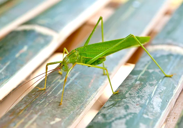 The Green grasshopper — Stock Photo, Image