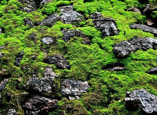 A textura de fundo de musgo verde — Fotografia de Stock