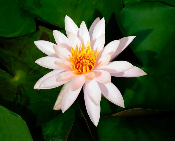 De Witte lotus — Stockfoto