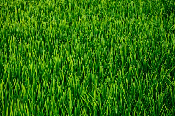 Pole mladých rýže — Stock fotografie