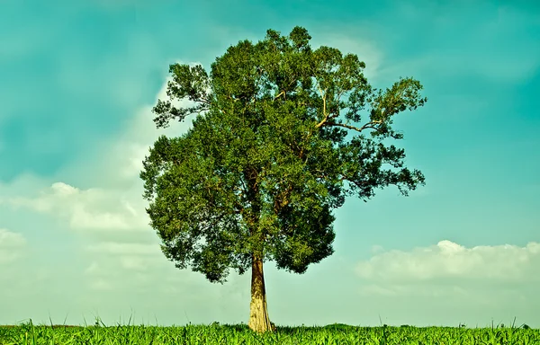 Велике зелене дерево росте в полі — стокове фото