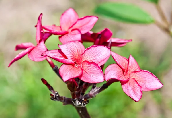 Il fiore di Frangipani — Foto Stock