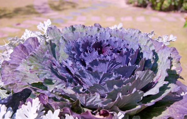 庭で紫キャベツ — ストック写真