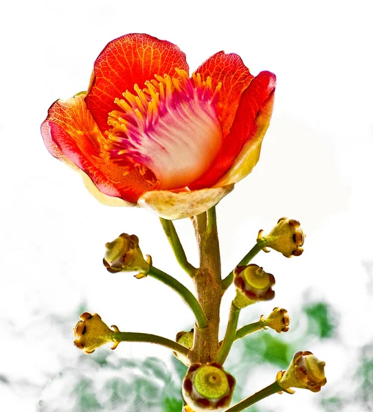 La hermosa macro toma de una flor de un árbol de bala de cañón (Couro —  Fotos de Stock