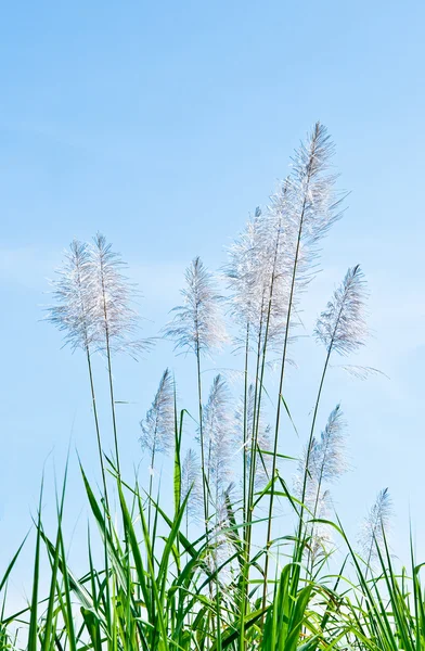 The White reeds on blue sky background — Stok fotoğraf