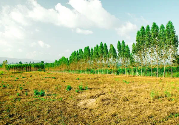 A plantação de eucaliptos para a indústria do papel — Fotografia de Stock