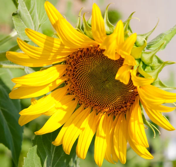 stock image The Sunflower