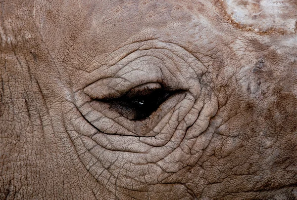 O olho de close-up de rinoceronte — Fotografia de Stock