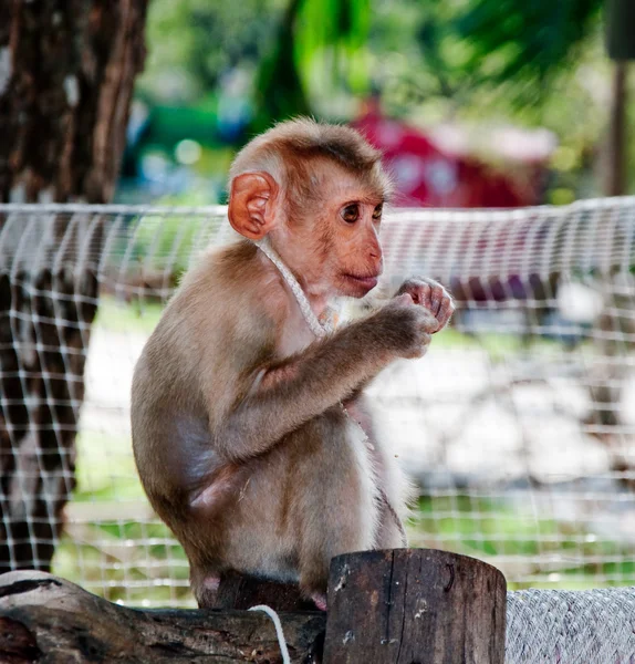 若い猿 — ストック写真