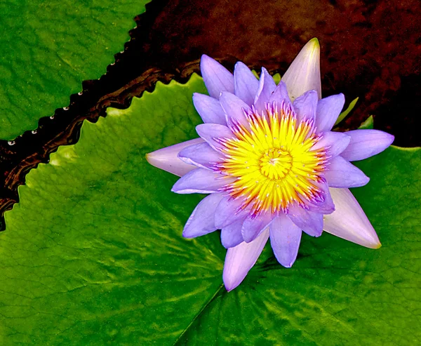 Le Gros plan du lotus — Photo