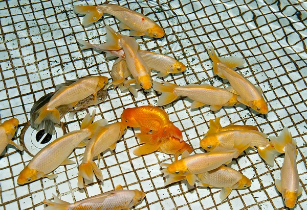 O belo peixe na lagoa — Fotografia de Stock