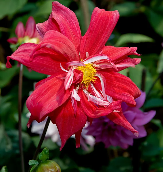 Красивый красный цветок — стоковое фото