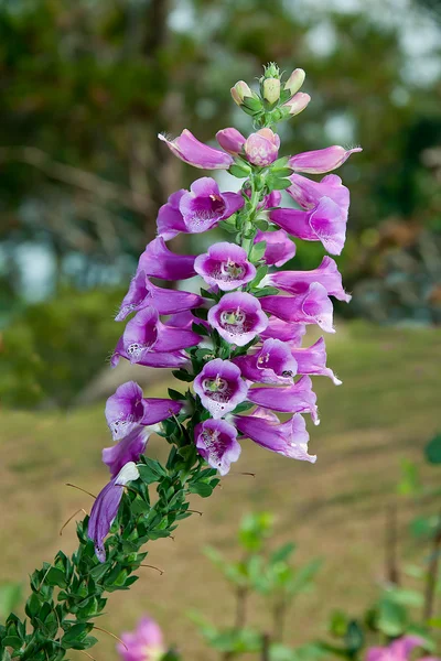 The Beautiful purple flower — Stock Photo, Image
