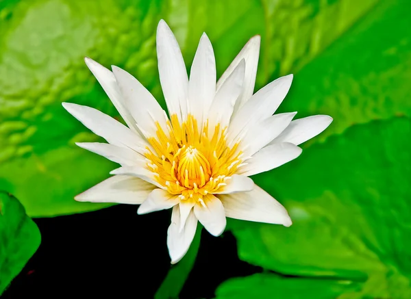 De Witte lotus — Stockfoto
