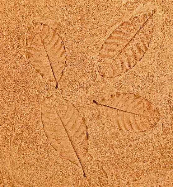Çimento zemin zemin üzerine baskı yaprağı — Stok fotoğraf